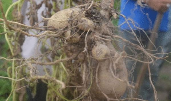 Irish Potato Trial in Guyana