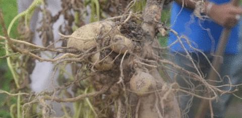 Irish Potato Trial in Guyana