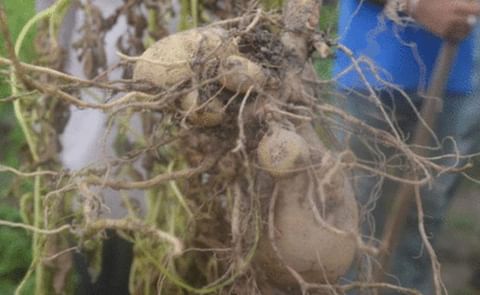 The results of the Irish Potato Trial in Guyana after 8 weeks. The results of the Irish Potato Trial in Guyana after 8 weeks.