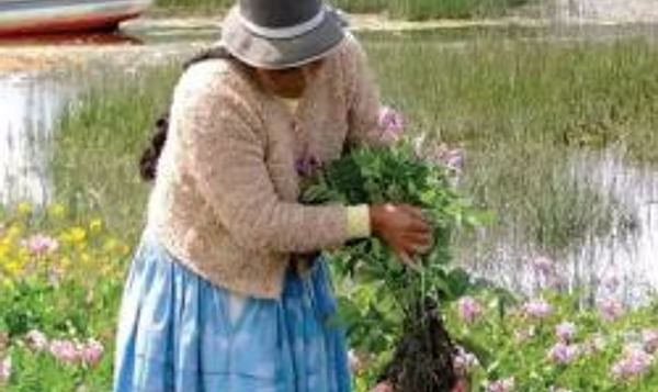 Bolivia lidera el camino para reconocer a los agricultores como custodios de la agrobiodiversidad