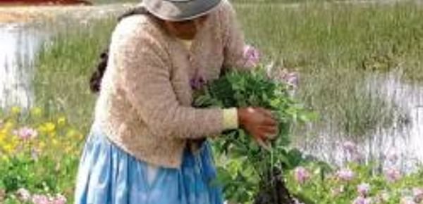 Bolivia lidera el camino para reconocer a los agricultores como custodios de la agrobiodiversidad