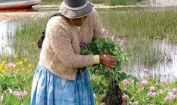 Bolivia lidera el camino para reconocer a los agricultores como custodios de la agrobiodiversidad Bolivia lidera el camino para reconocer a los agricultores como custodios de la agrobiodiversidad