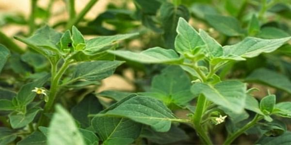 Hairy Nightshade, a weed that has the potential to be problematic in potato cultivation