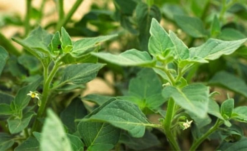 Hairy Nightshade that has the potential to be problematic in potato cultivation
