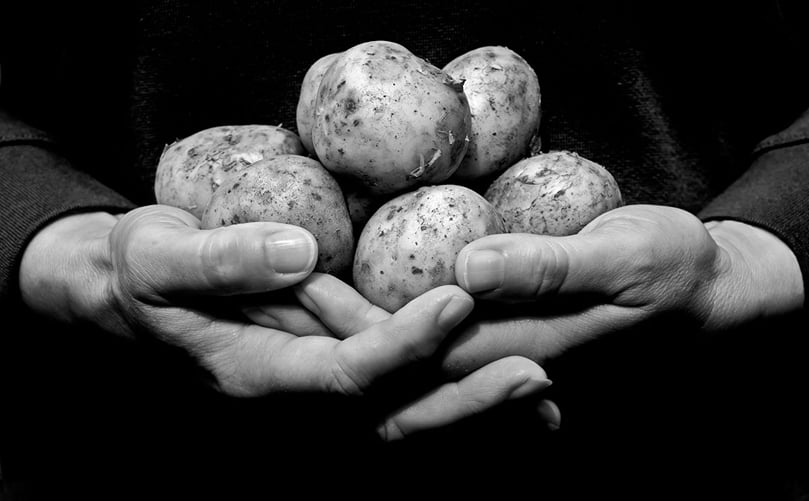 Hands Holding New Potatoes by John Glover Hands Holding New Potatoes by John Glover