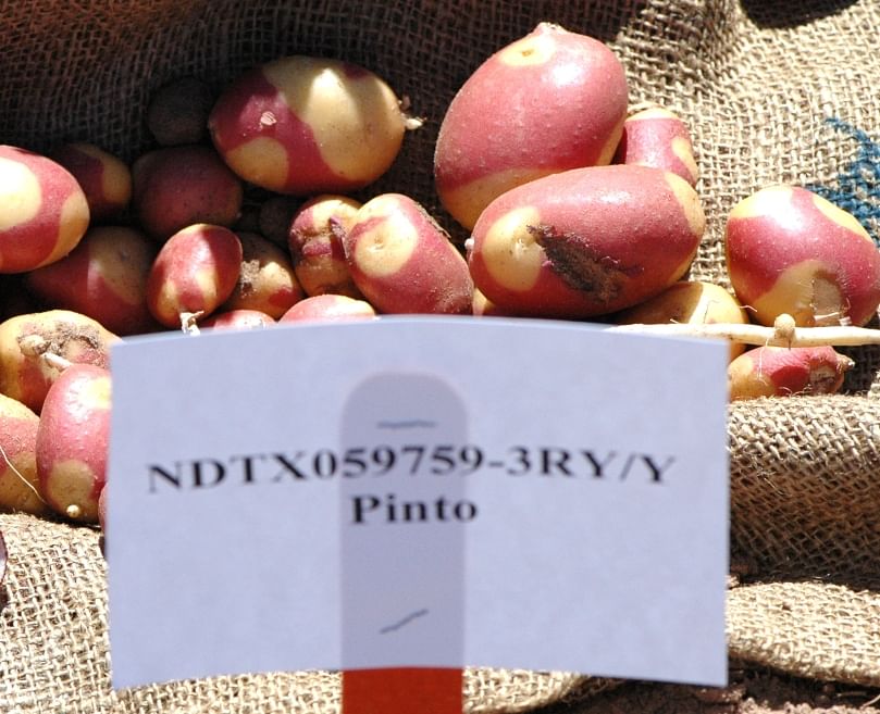 Harlequin Gold is the new pinto potato variety ready for release with a red and yellow skin and yellow flesh. (Courtesy: Texas A&M AgriLife Communications photo by Kay Ledbetter)