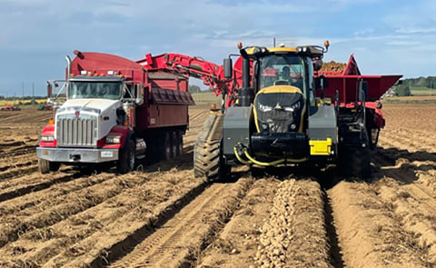 Potato Harvesting Potato Harvesting