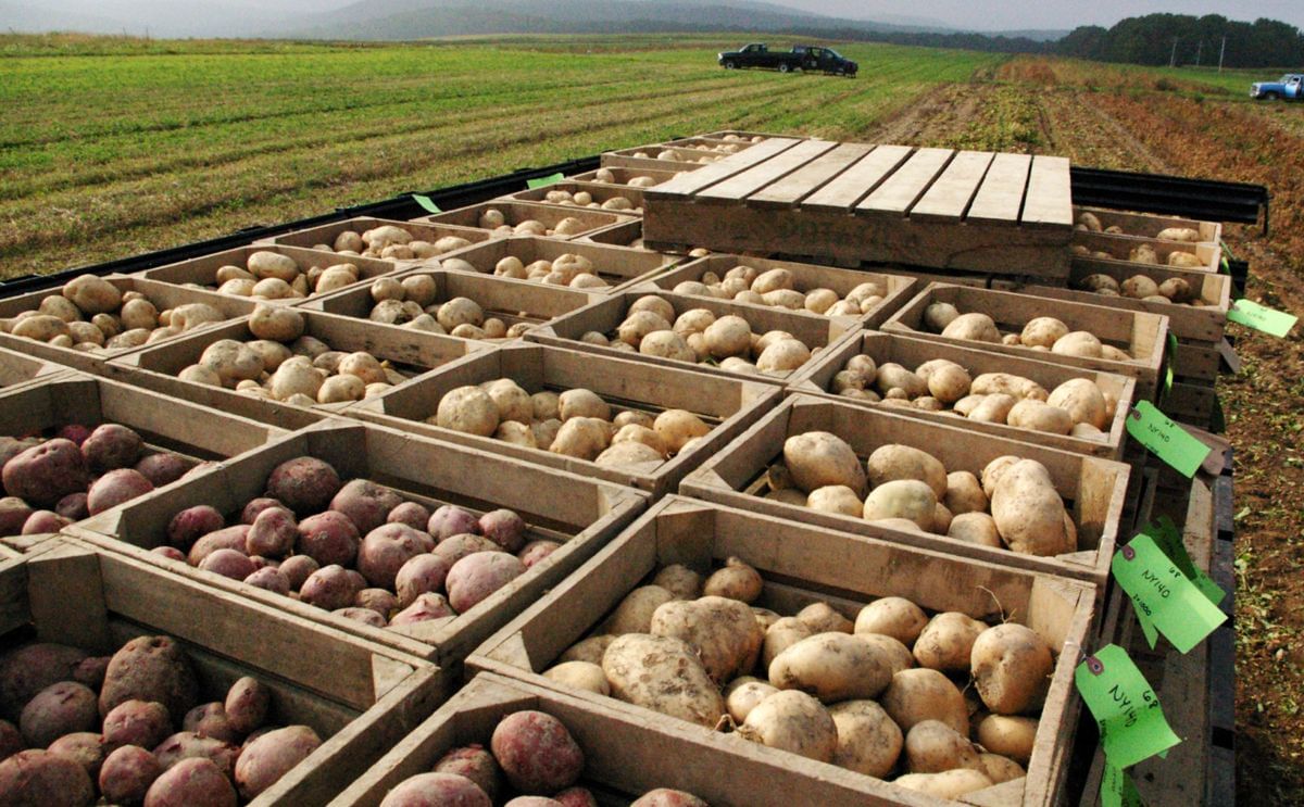 Potatoes from trial plots are harvested and sorted for detailed analysis of performance, quality, and storage traits. Potatoes from trial plots are harvested and sorted for detailed analysis of performance, quality, and storage traits.
