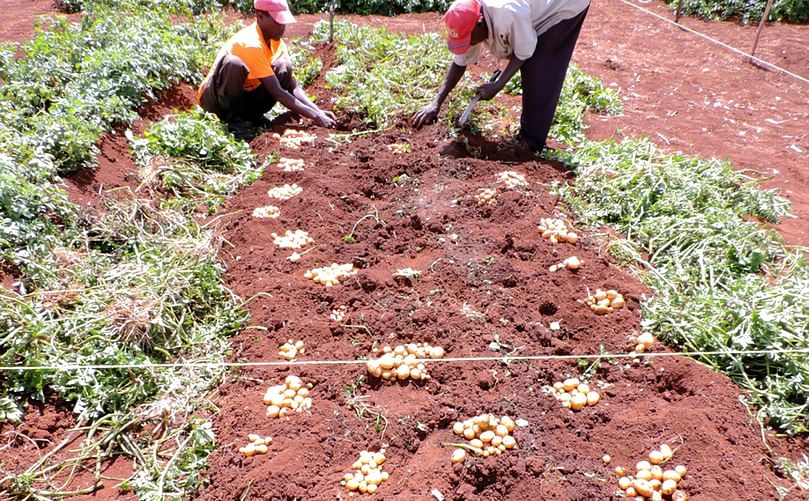 Harvest from apical cuttings, noting each mound is from a single plant (Courtesy: B. Kisinga/CIP) Harvest from apical cuttings, noting each mound is from a single plant (Courtesy: B. Kisinga/CIP)