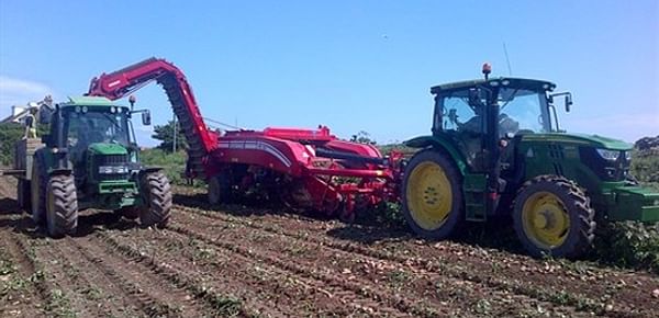 Tonnes of Jersey Royal potatoes left to rot in the fields