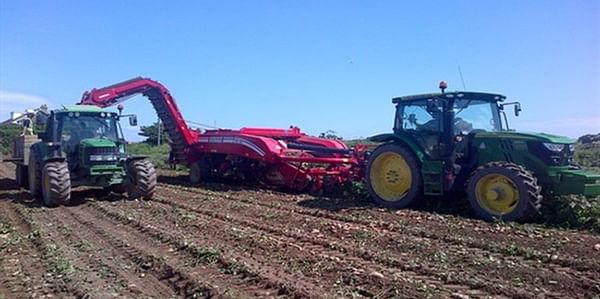 Tonnes of Jersey Royal potatoes left to rot in the fields
