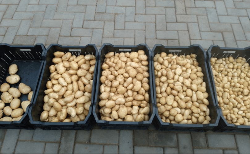 Solynta Hybrid True Seed Potatoes