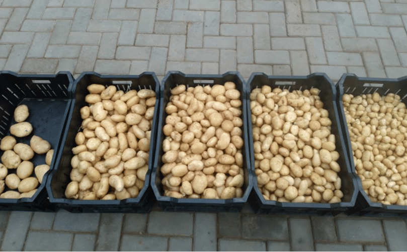 Solynta Hybrid True Seed Potatoes Solynta Hybrid True Seed Potatoes