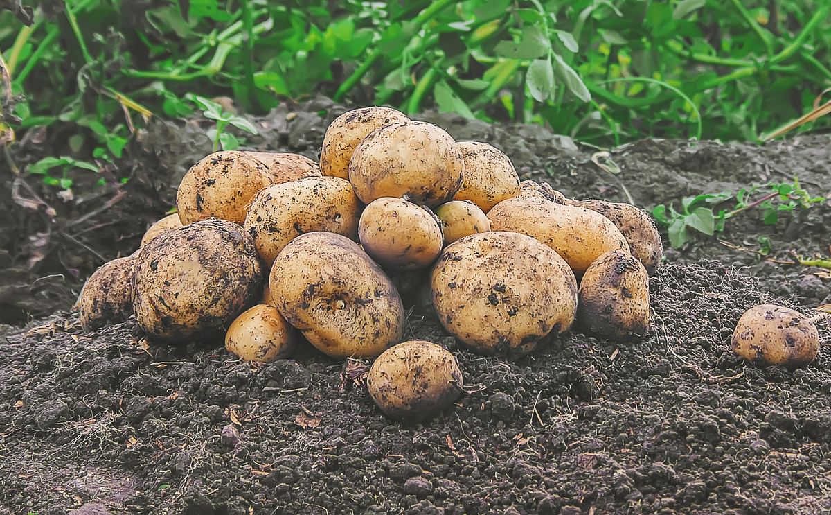 Exceso de papa en México agrava la crisis agrícola: caída histórica en precios y demanda. Exceso de papa en México agrava la crisis agrícola: caída histórica en precios y demanda.