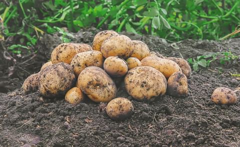 Harvest Potatoes Harvest Potatoes