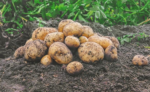 Harvest Potatoes Harvest Potatoes