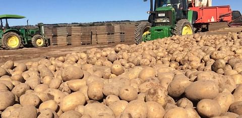 United Potato Growers of Canada report on the 2021 Harvest