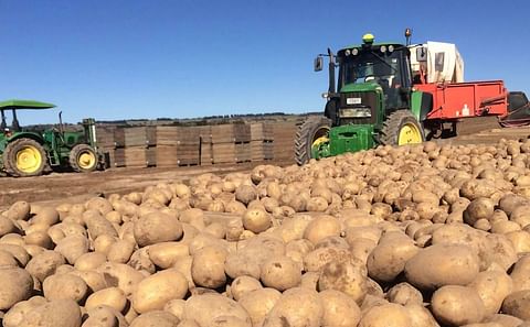 United Potato Growers of Canada (UPGC) report on the 2021 Harvest: Update October 20, 2021