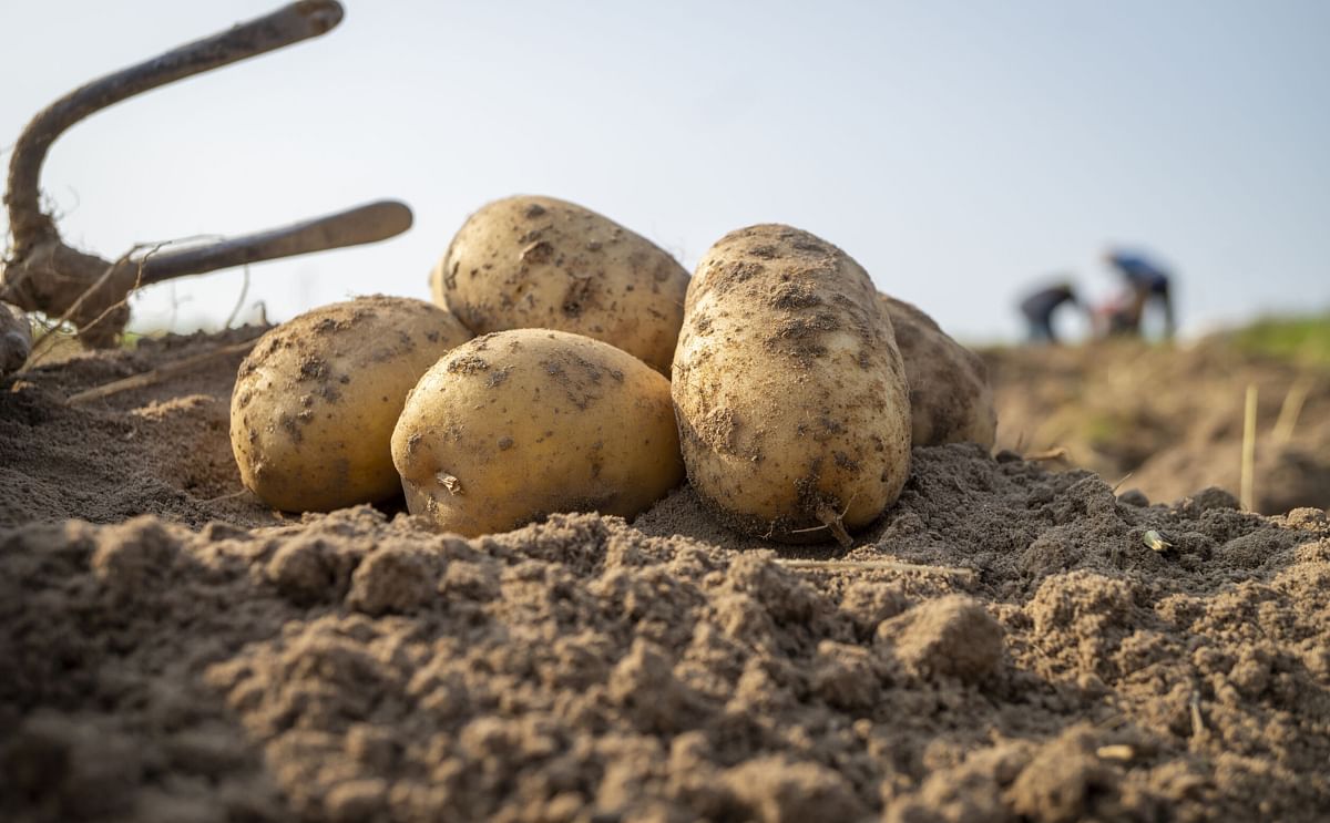 Harvested potatoes