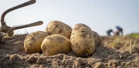 Harvested potatoes