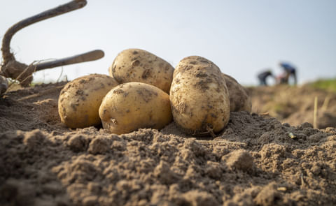 Harvested potatoes Harvested potatoes