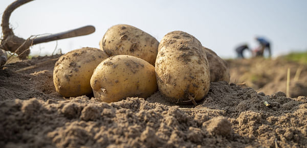 NEPG reports a 6% drop in potato production in North Western Europe and warns high costs could reduce potato area in 2023