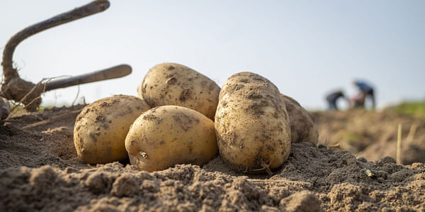 NEPG reports a 6% drop in potato production in North Western Europe and warns high costs could reduce potato area in 2023