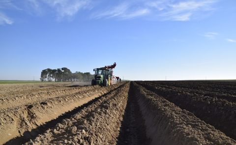 España: disponibilidad de patata de siembra España: disponibilidad de patata de siembra