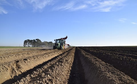 España: disponibilidad de patata de siembra España: disponibilidad de patata de siembra