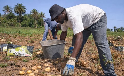 Gran Canaria estrena papa cremosa Gran Canaria estrena papa cremosa