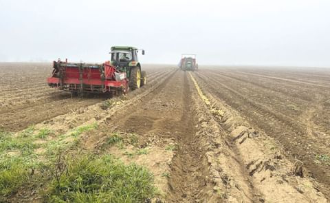 Início da colheita da safra está previsto para começo de julho Início da colheita da safra está previsto para começo de julho