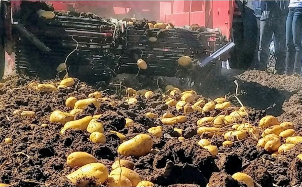 México: comenzó la cosecha de papa en el norte de Sinaloa México: comenzó la cosecha de papa en el norte de Sinaloa