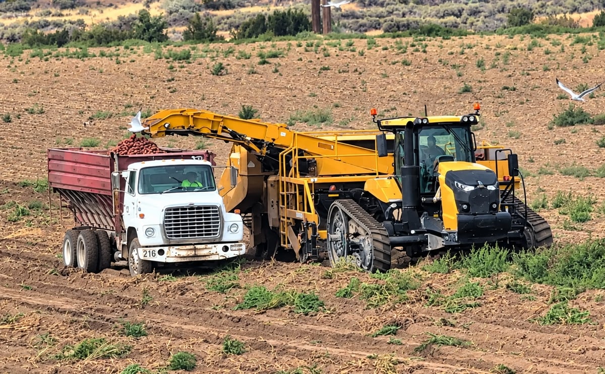 Idaho’s 2026 potato harvest is delivering solid quality but lower yields, as growers contend with frost, summer heat, warm nighttime temperatures and wildfire smoke. Idaho’s 2026 potato harvest is delivering solid quality but lower yields, as growers contend with frost, summer heat, warm nighttime temperatures and wildfire smoke.