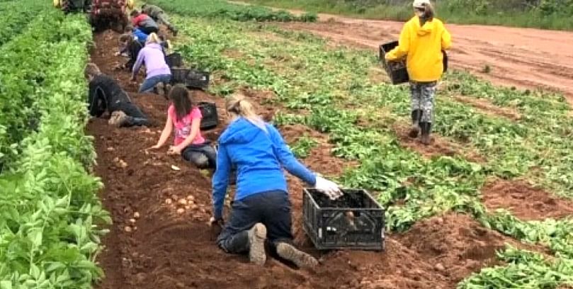 The new potatoes must be harvested by hand. (Courtesy: G. W. & R. Visser Farms)