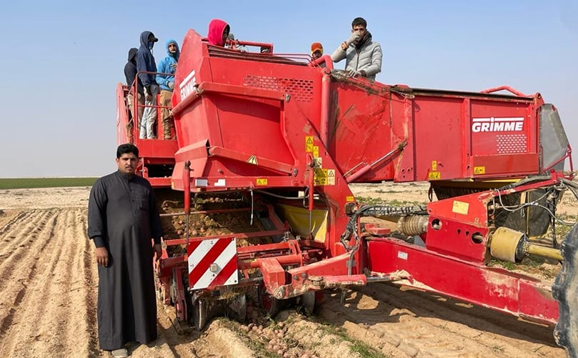 Harvesting of potatoes in Al-Najaf Al-Ashraf Governorate, Iraq Harvesting of potatoes in Al-Najaf Al-Ashraf Governorate, Iraq