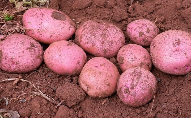 Harvesting potatoes