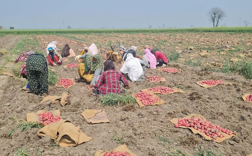 Harvesting potatoes by hand.