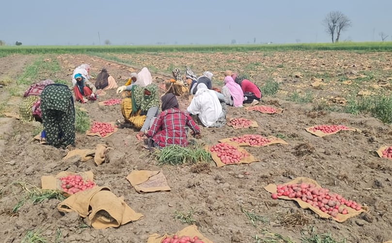Harvesting potatoes by hand. Harvesting potatoes by hand.