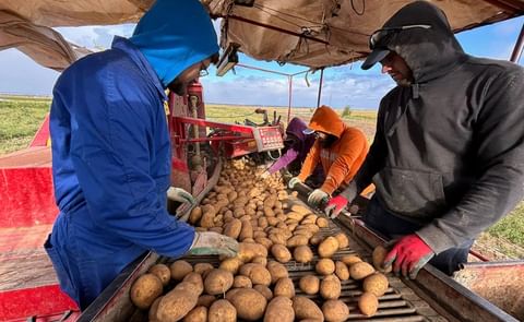Harvesting potatoes with the selection Harvesting potatoes with the selection