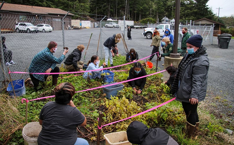 Students from a nearby high school harvest Tlingit potatoes from a community garden that sits outside of the US Forest Service office in Sitka, Alaska (courtesy: of the US Forest Service) Students from a nearby high school harvest Tlingit potatoes from a community garden that sits outside of the US Forest Service office in Sitka, Alaska (courtesy: of the US Forest Service)