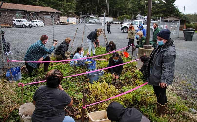 Students from a nearby high school harvest Tlingit potatoes from a community garden that sits outside of the US Forest Service office in Sitka, Alaska (courtesy: of the US Forest Service)