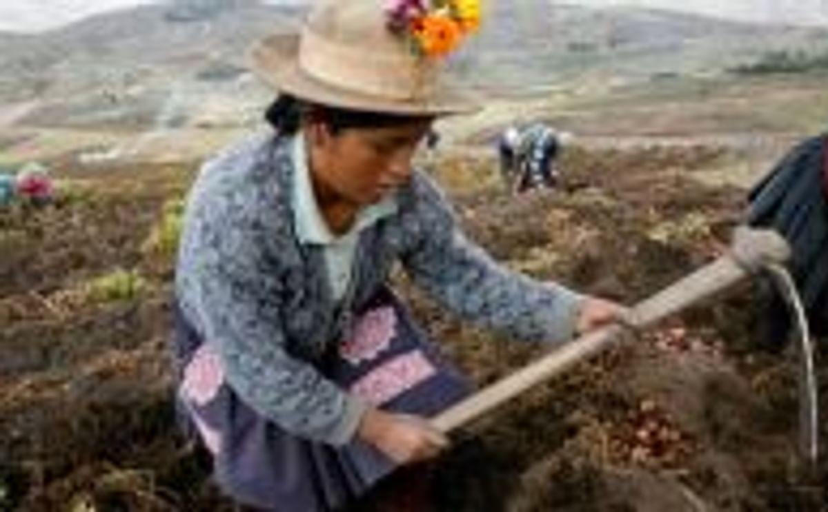 harvesting native potatoes in Aymara village in the Andean highlands harvesting native potatoes in Aymara village in the Andean highlands