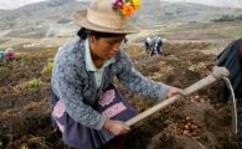 Peru's native potato campaign puts spotlight on extreme poverty Peru's native potato campaign puts spotlight on extreme poverty