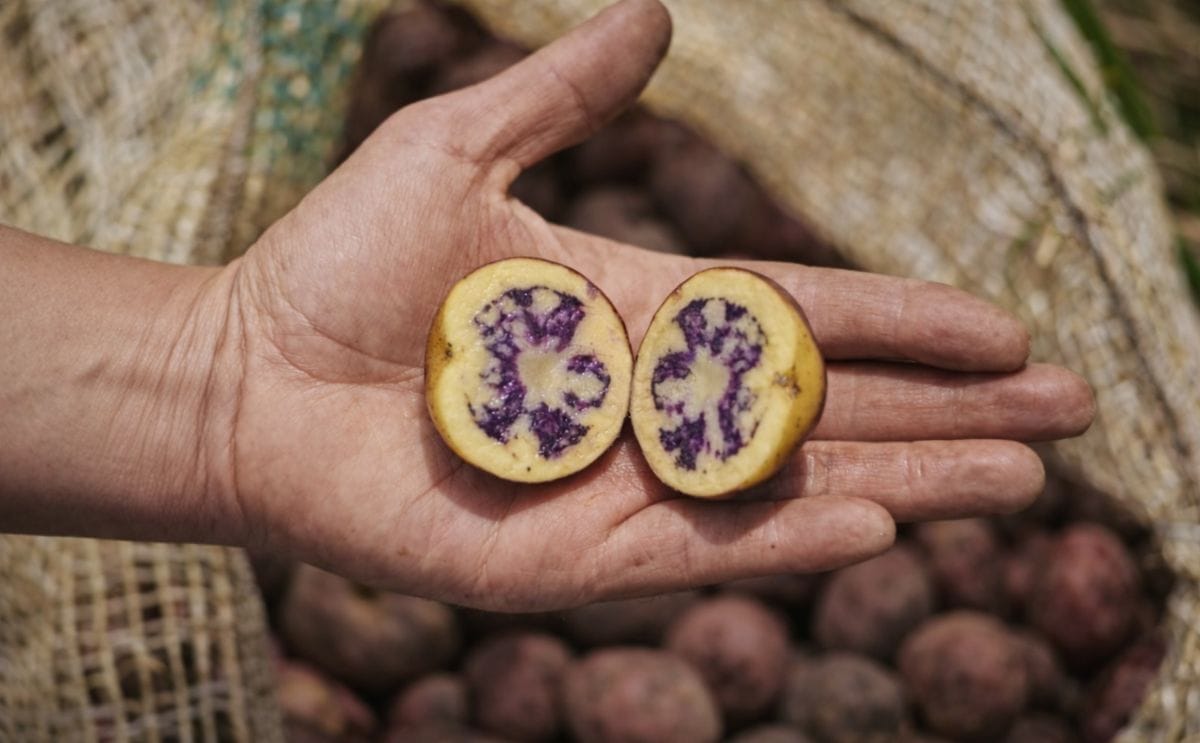 Hay 60 tipos de papa que los colombianos no conocíamos