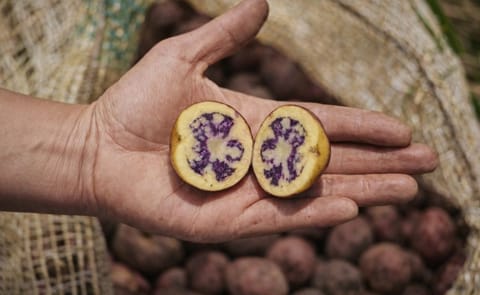 Hay 60 tipos de papa que los colombianos no conocíamos Hay 60 tipos de papa que los colombianos no conocíamos