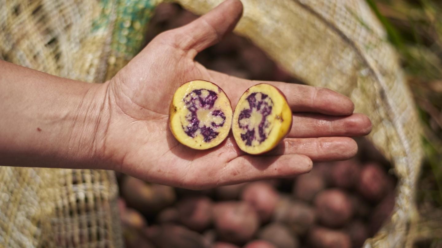 Hay 60 tipos de papa que los colombianos no conocíamos