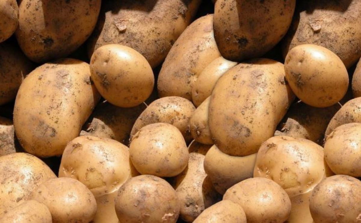 Productores de papa del Valle del Yaqui, preocupados por falta de agua Productores de papa del Valle del Yaqui, preocupados por falta de agua