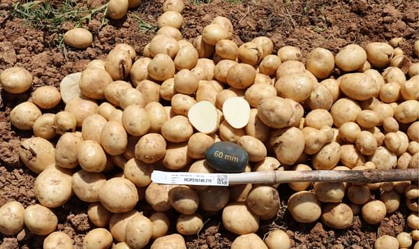 HCİP210, newly launched potato variety suitable for Vietnam