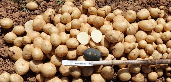 HCİP210, newly launched potato variety suitable for Vietnam