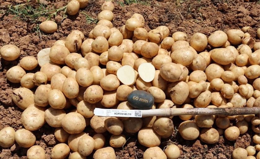 HCİP210 potato variety